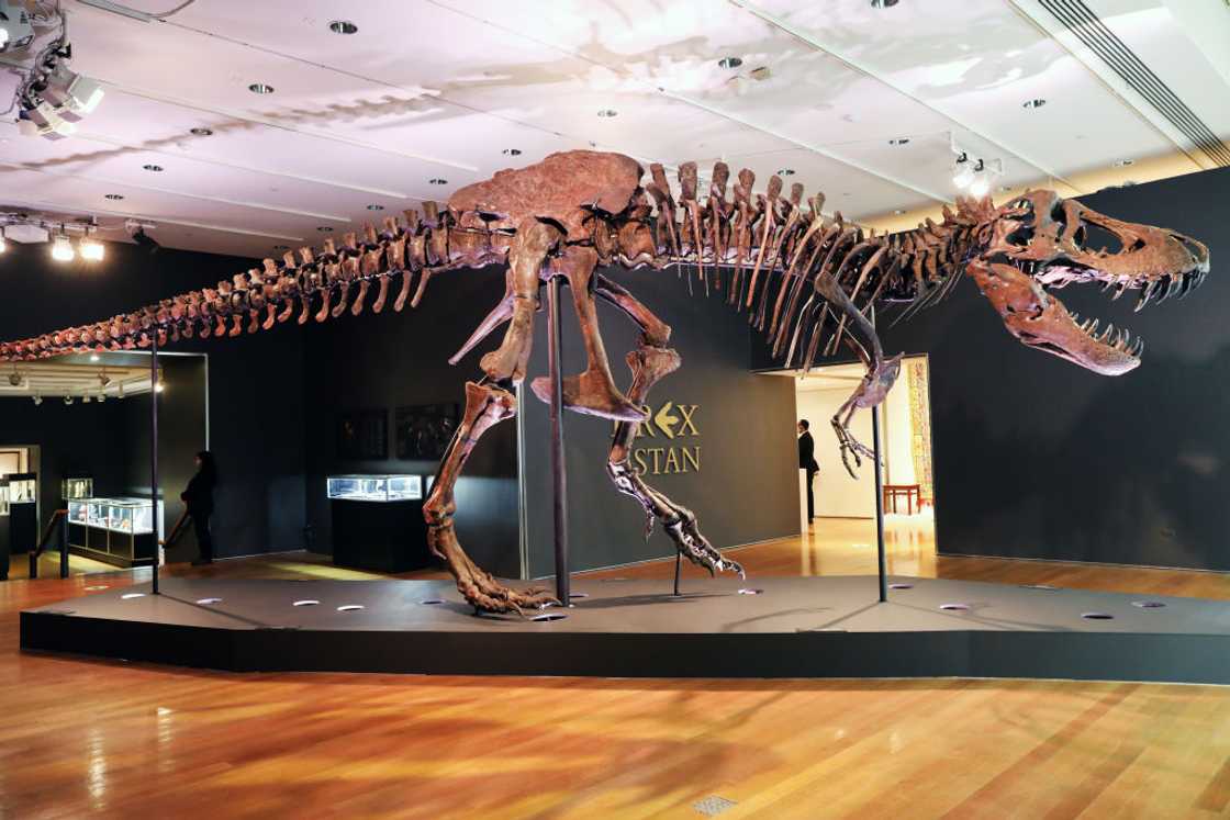 A Tyrannosaurus Rex dinosaur fossil skeleton is displayed in a gallery at Christie’s auction house in 2020