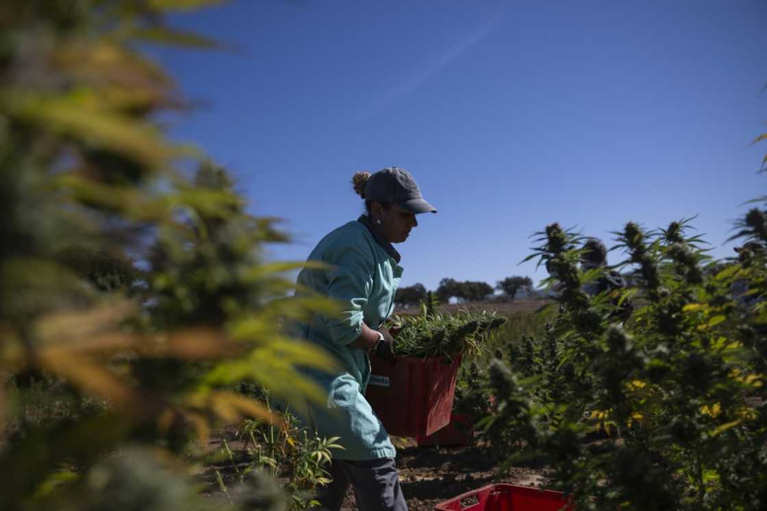 A worker at the FAI Therapeutic cannabis farm in southeastern Portugal