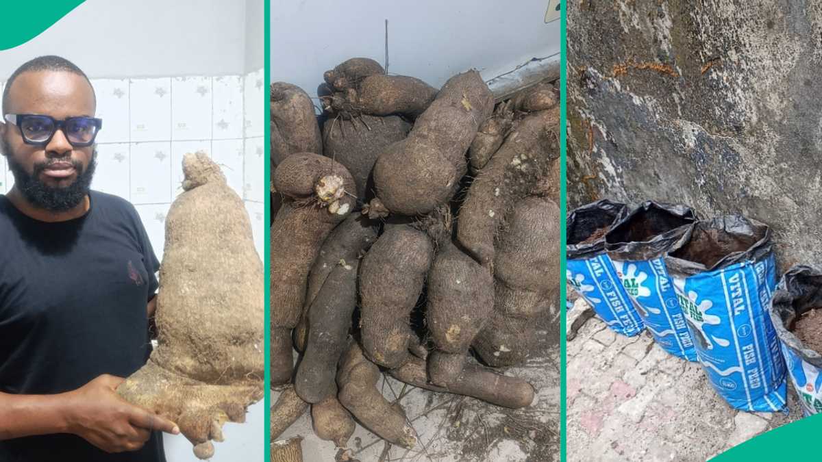 Man Who Planted Yams in Sack Bags Displays Massive Harvest He Made, Shares Why He Farmed that Way