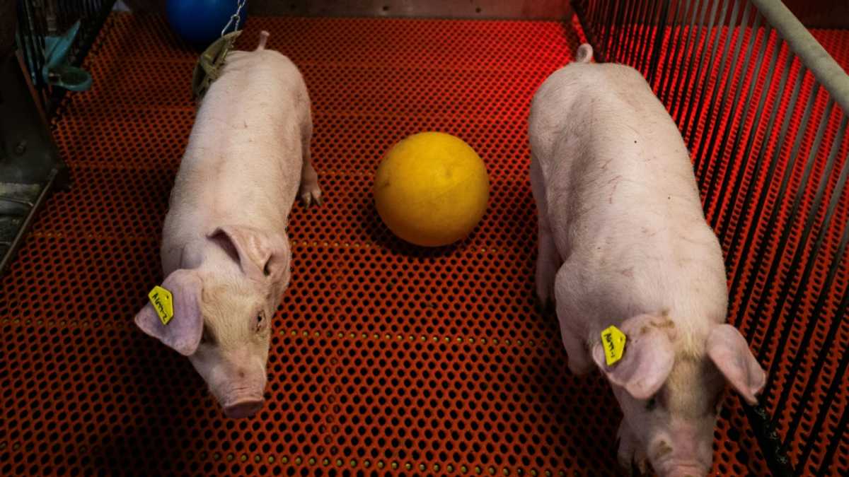 A US farm breeds pigs for human kidney transplants