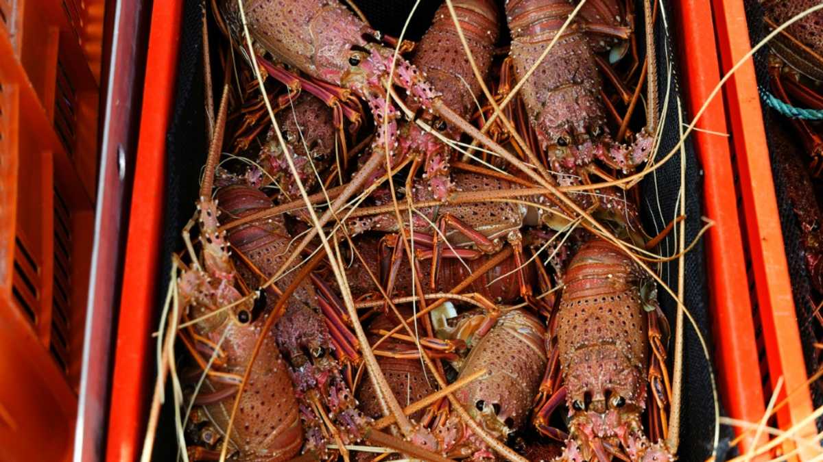 China lifts rock lobster ban, bringing end to Australian trade barriers