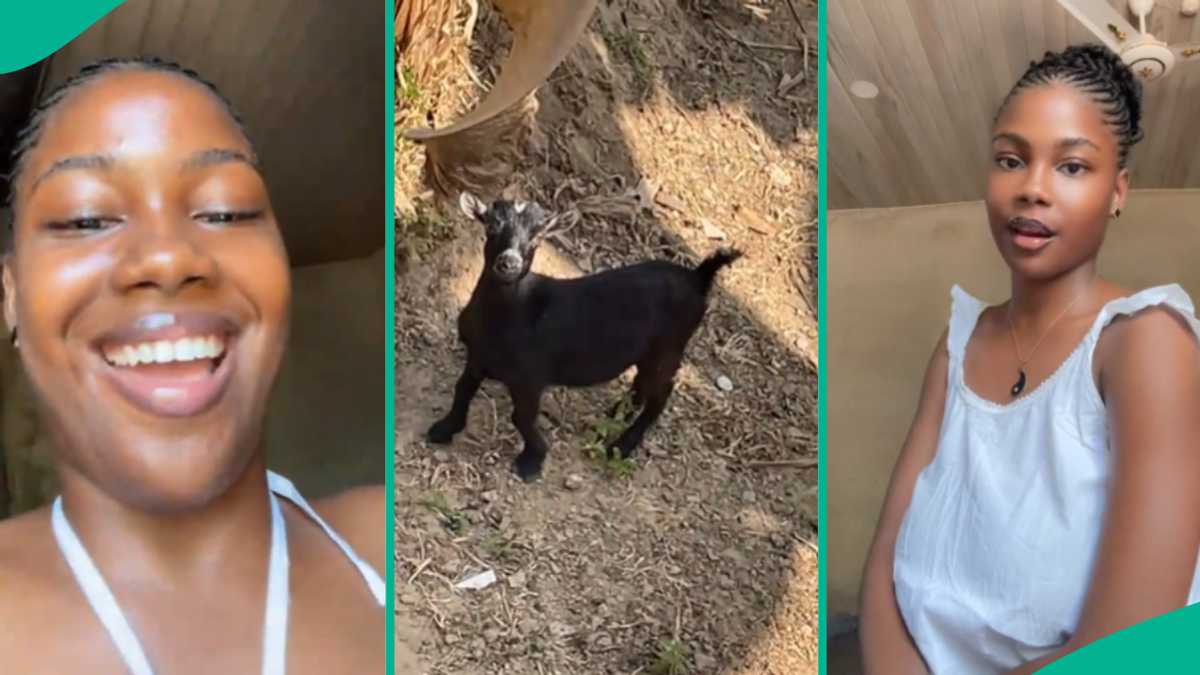 Nigerian Lady Cries like Goat, another Goat Stops to Look at Her, Confused: "And na Fine Girl o"