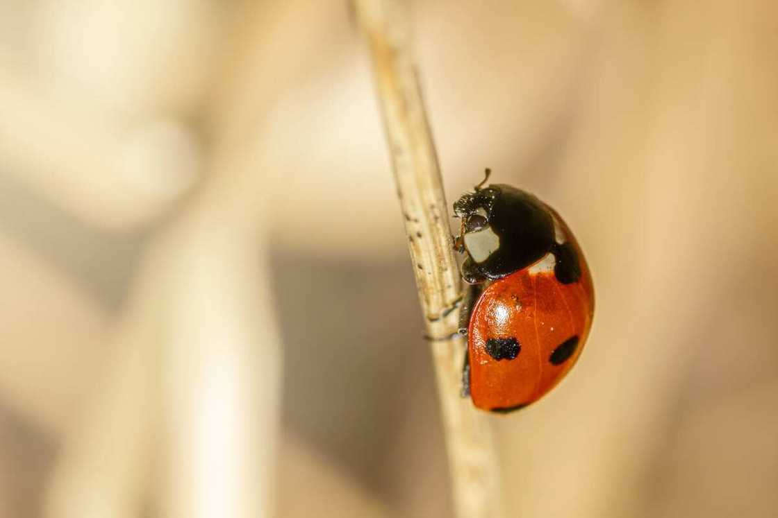 Ladybug meaning