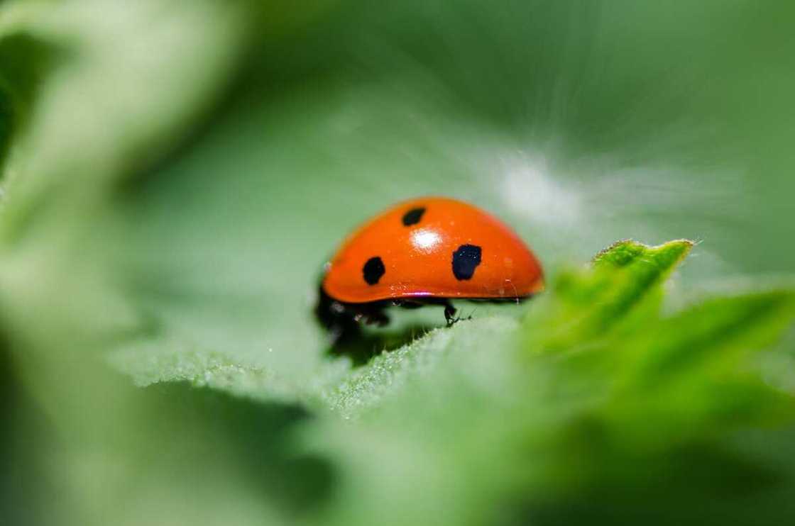 Is it bad luck to kill a ladybug?