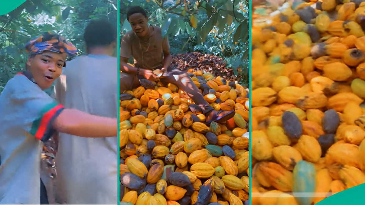 Man Who Has Cocoa Business Claims He Makes More Money Than Yahoo Boys, Flaunts Farm Online