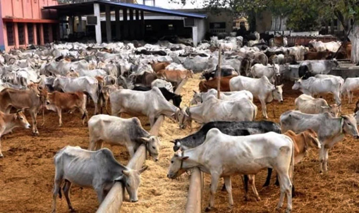 AU, Federal Gov't Collaborate To Boost Pastoral Markets