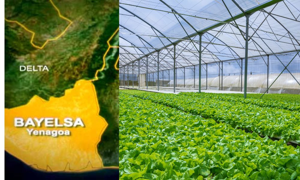 Bayelsa Youths Trained In Hydroponics