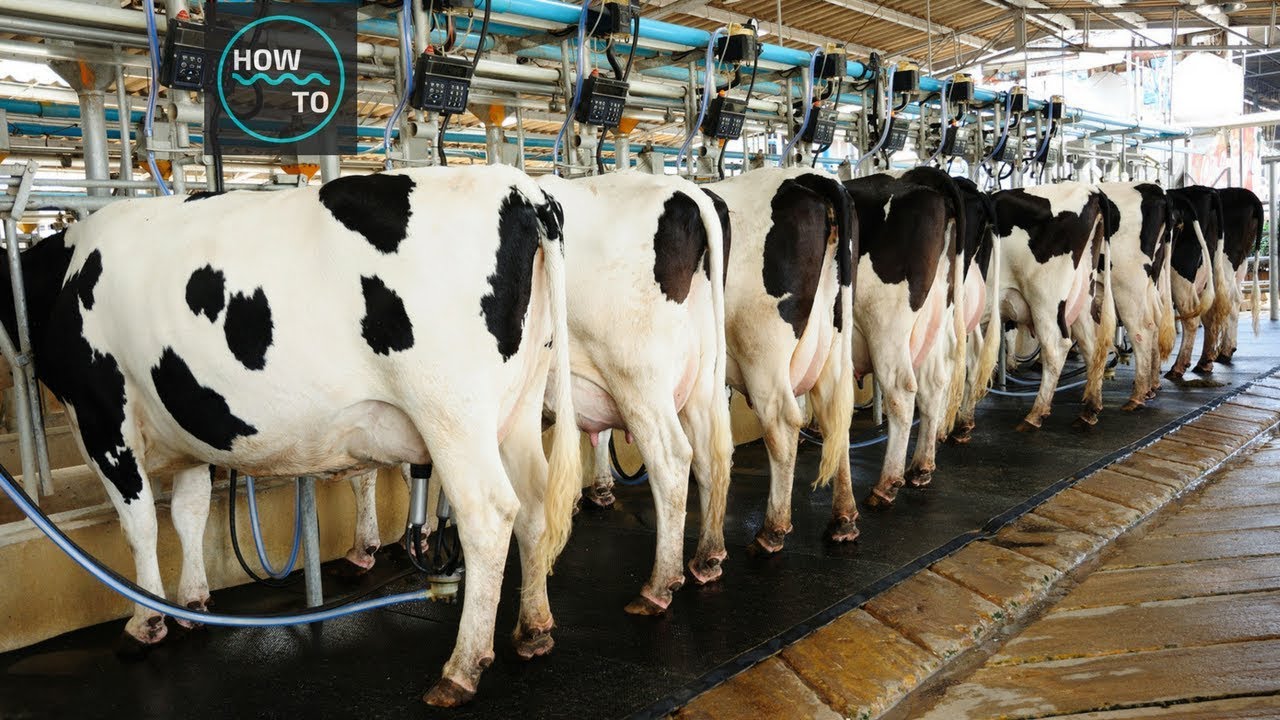 Federal Gov't Promises Reforms To Boost Dairy Industry