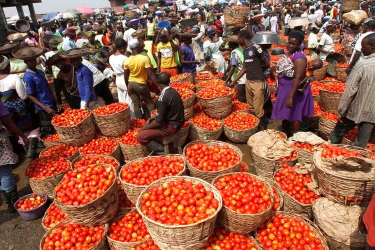 Threat Of Tomato Scarcity Emerges As Pest Ravages Kano Farms