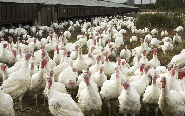 Investing In Turkey, Chicken Sales For Christmas