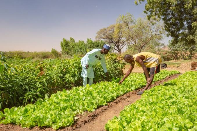 Subsidised Agric Inputs In Jigawa