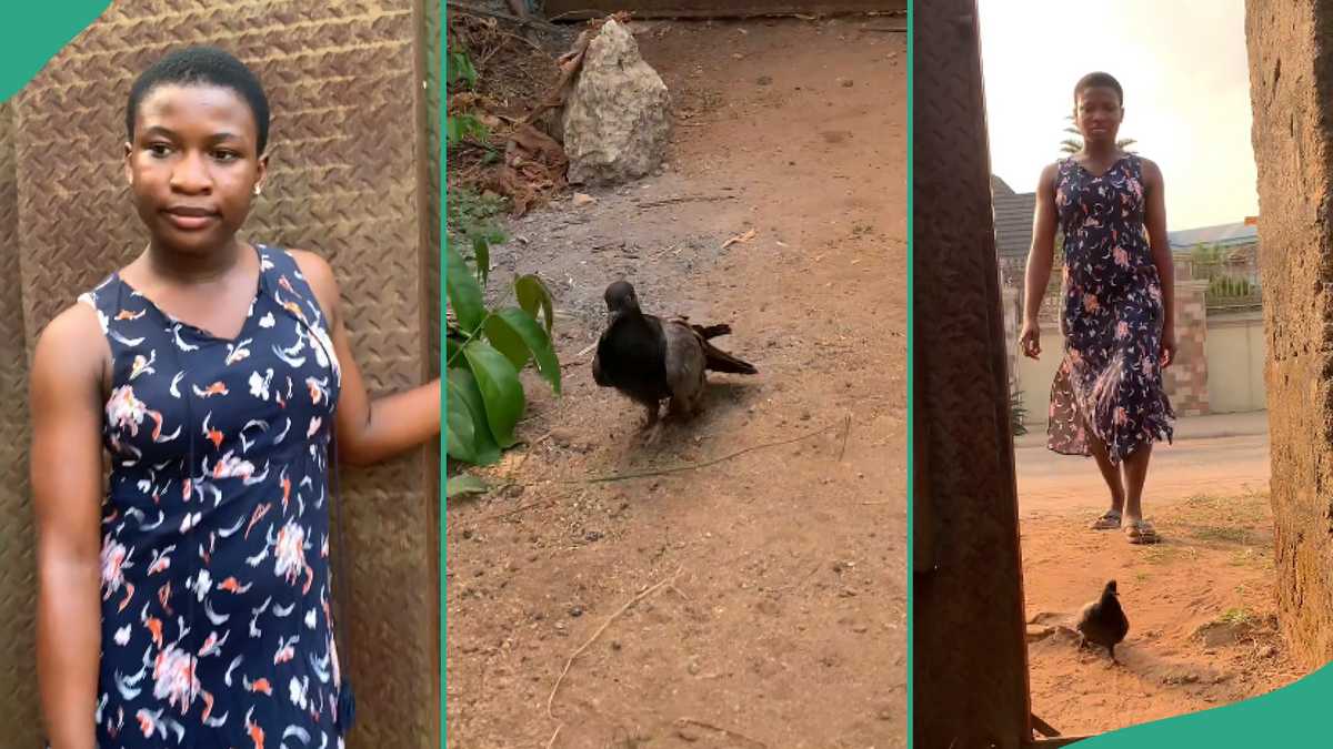 Lady Who Owns Pigeon Gives It Special Name And Speaks To it Like Human Being