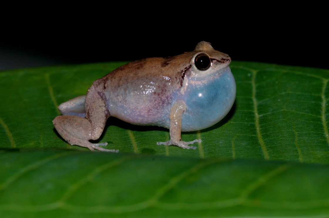 Whistling tree frog with expanded throat pouch