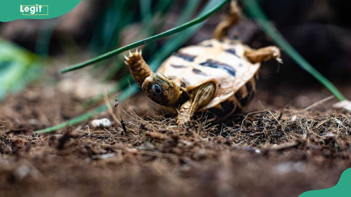 Turtle turn over on grass floor