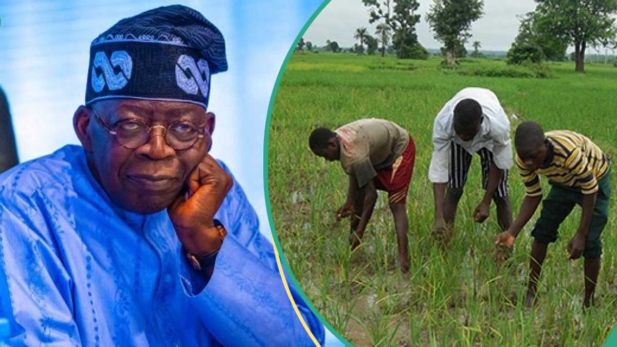 2025 Budget: FG Allocates N2 Billion for Land Clearing, N200 Million for Preparation