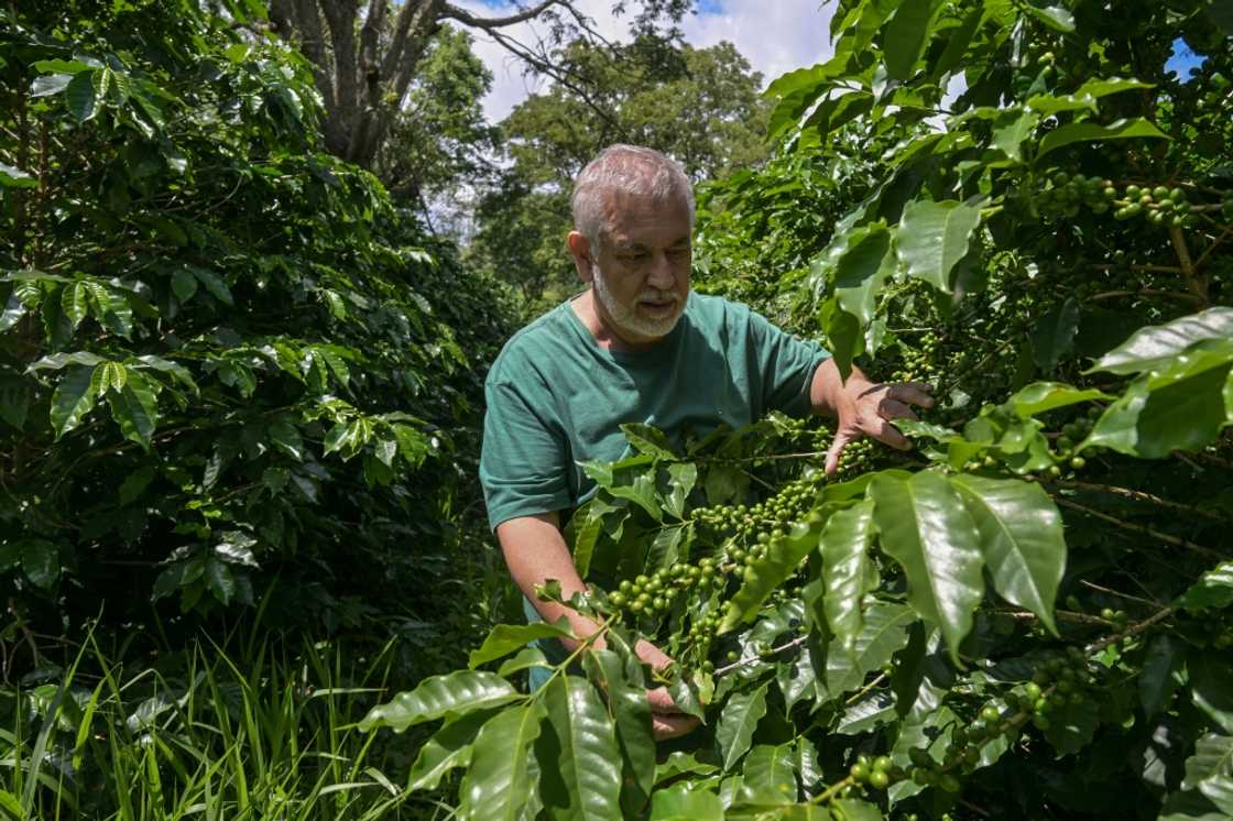 Planting coffee shrubs in shady areas protects them from excessive heat and allows beans to ripen slowly