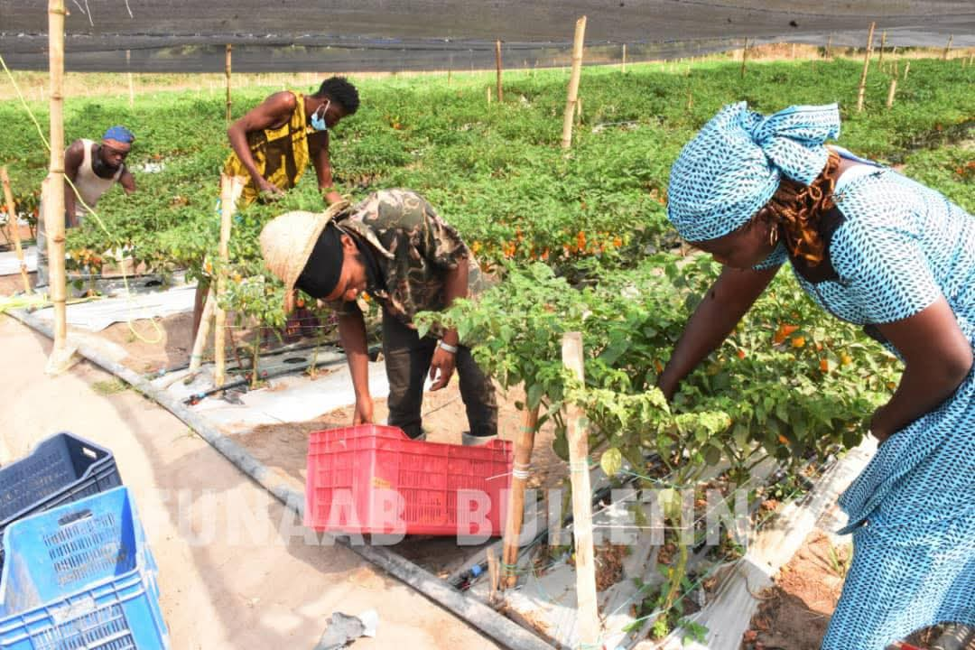 FUNAAB Moves To Address Food Insecurity With Hybrid Peppers