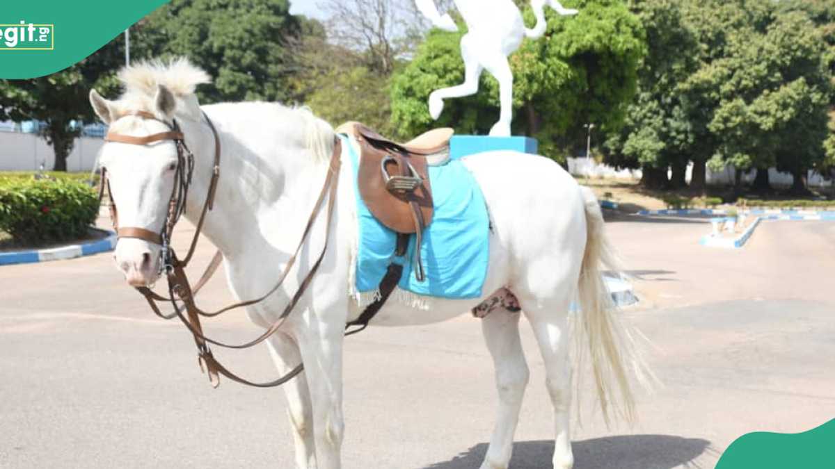 Nigerian Army Conducts Full Military Burial for Late Mascot Horse