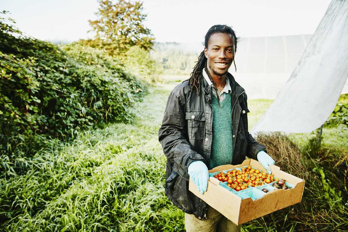 A farmer carrying a box with harvest from a farm