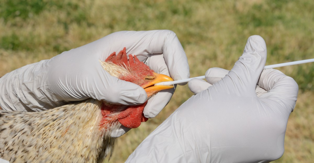 Ekiti Issues Advisory On Prevention To Poultry Farmers