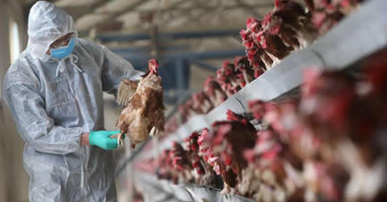 Federal Gov’t Confirms Bird Flu Outbreak In Kano