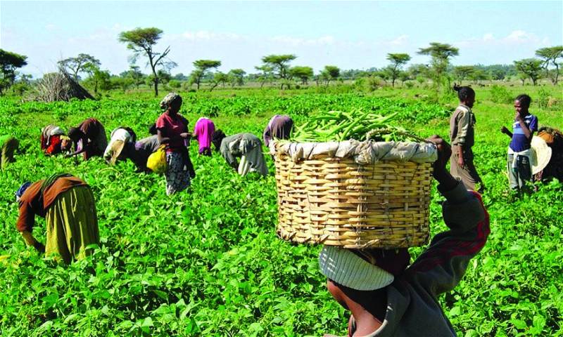 Federal Gov't To Conclude Bank Of Agriculture Recapitalisation By Q1 2025