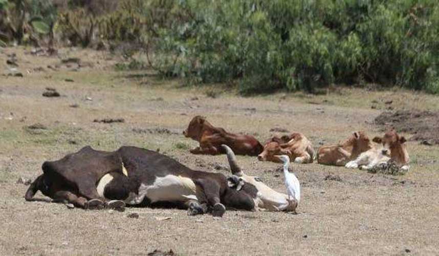 Livestock Ministry Raises The Alarm Over Anthrax Outbreak In Zamfara