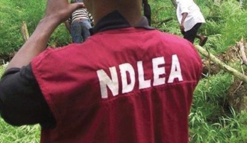 NDLEA detains nursing student over alleged attempt to ingest 76 wraps of cocaine