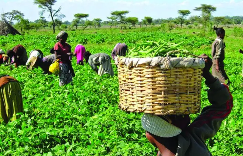 Nigeria Has 40.2m Agriculture Households