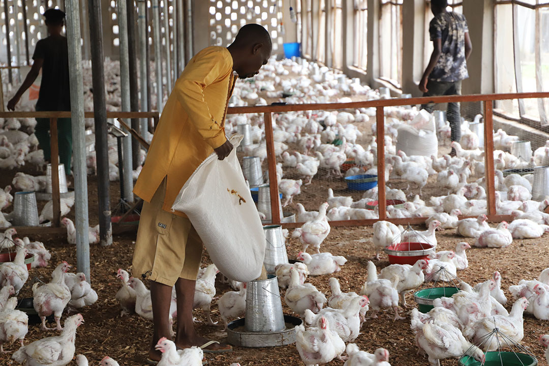 Poultry Farmers Charge Federal Gov't On Lower Tariffs, Industry Growth