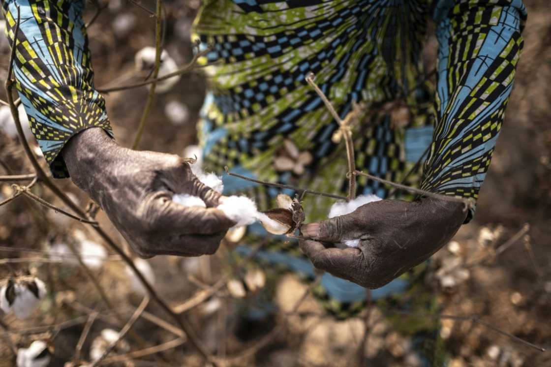 Most of Benin's cotton harvest is exported for processing to garment-producing countries like Bangladesh and China