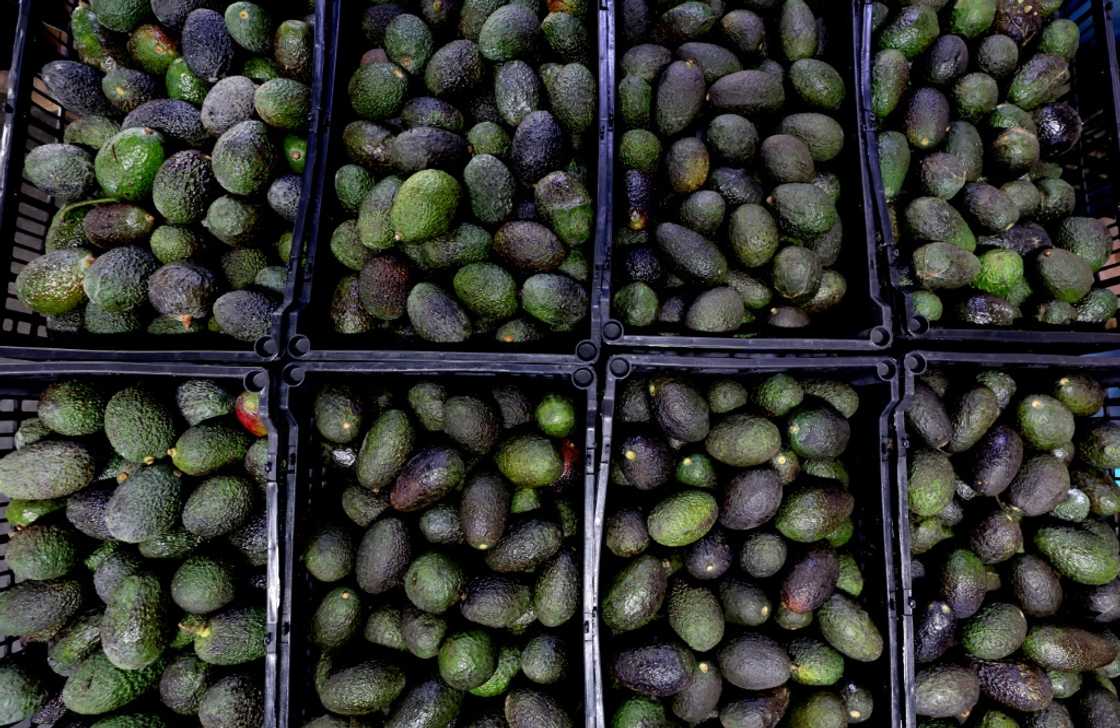 More than 80 percent of US avocados come from Mexico, according to government figures