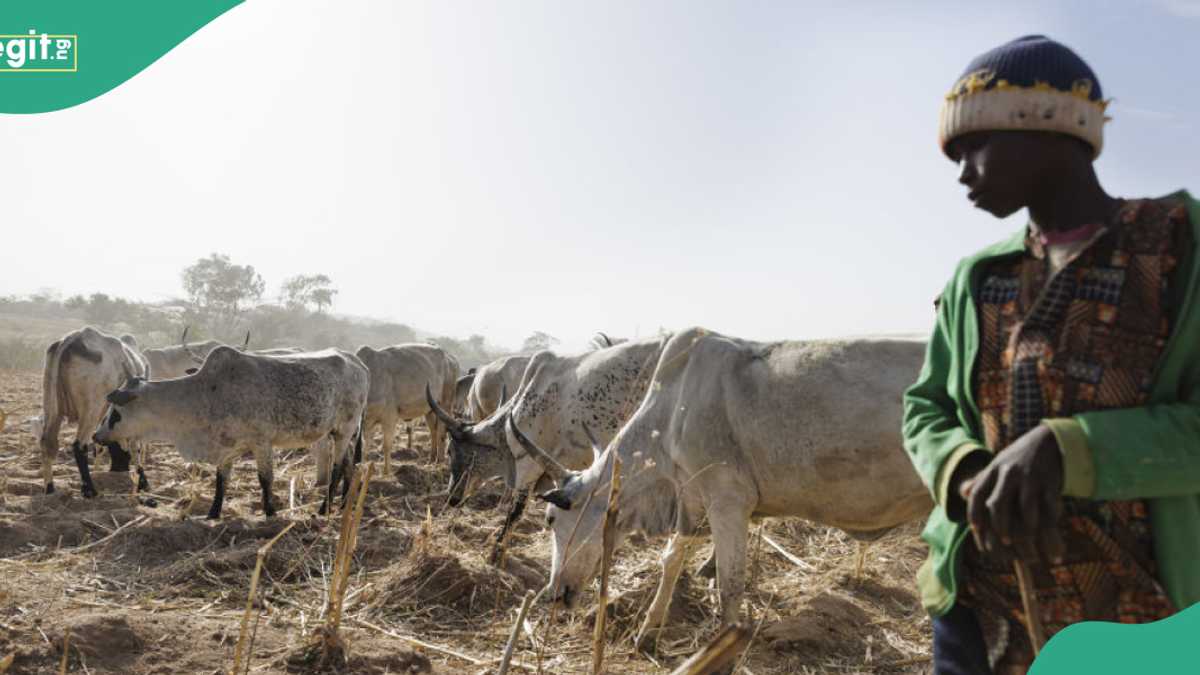 Ebonyi Govt Goes Spiritual as Herdsmen Reportedly Attack Villages, Kill Over 10, Many Missing