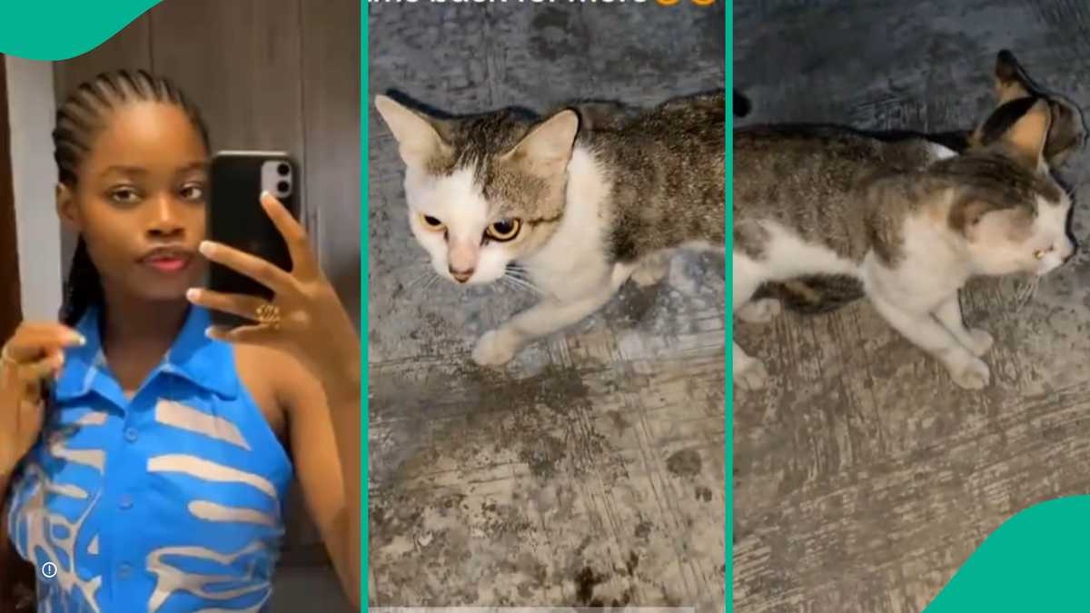 Dramatic Moment Two Cats Entered Nigerian Lady's House, She Buys Them Cheese Balls