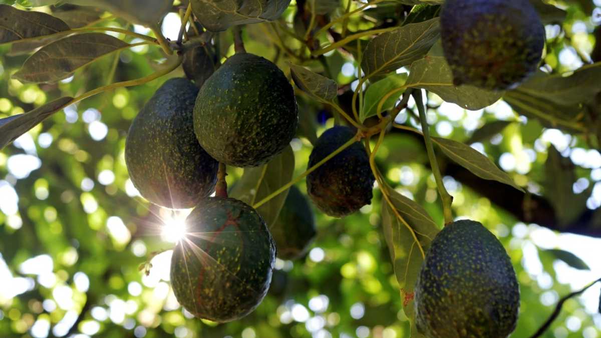 Despite Trump, Mexico avocado farmers see no end of Super Bowl demand