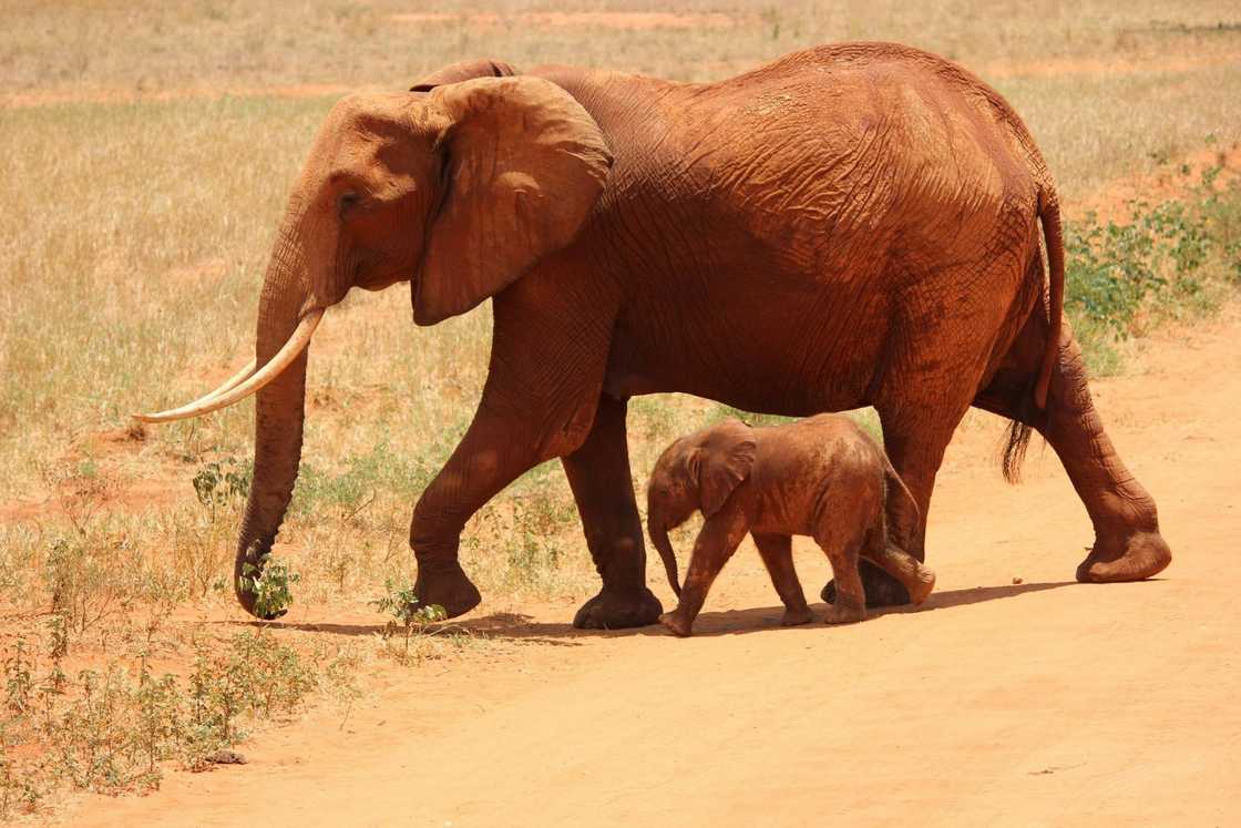 A mother and baby elephant are pictured walking beside each other