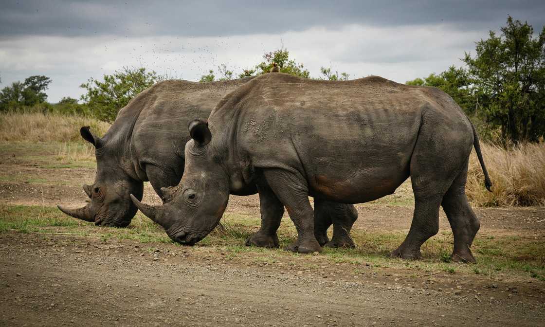 Two adult rhinos eating grass