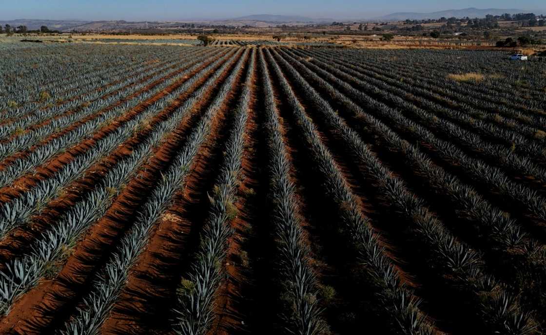 An agave plantation seen from above