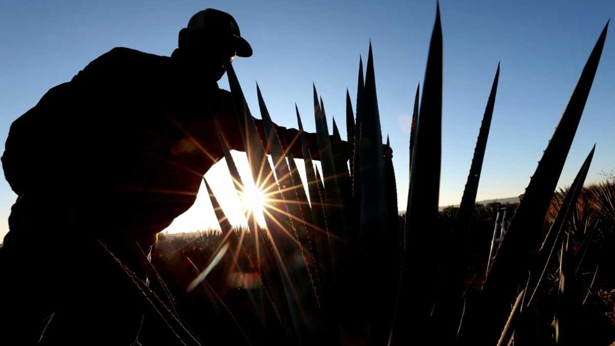 After the party, Mexican agave farmers face tequila hangover