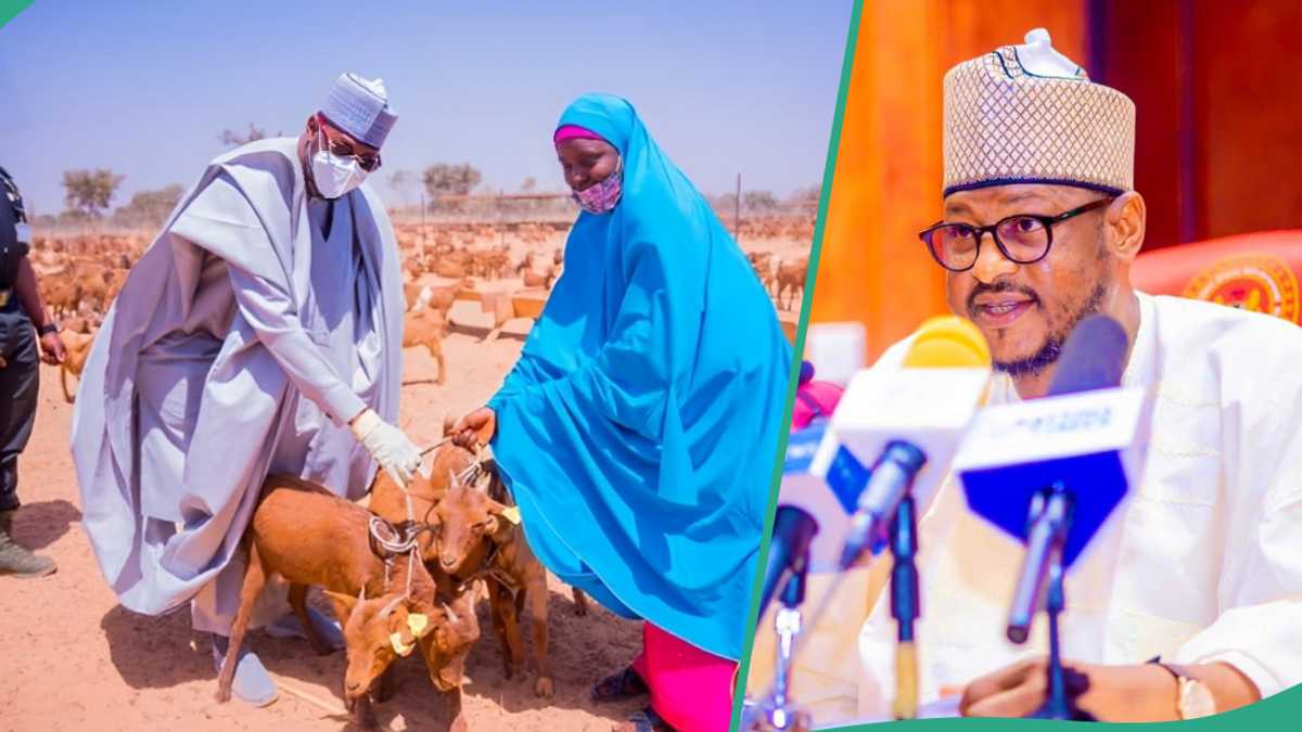 Nigerian Governor Begins Distribution of 40,000 Goats, Location Announced: “It Cost N5.7 Billion”