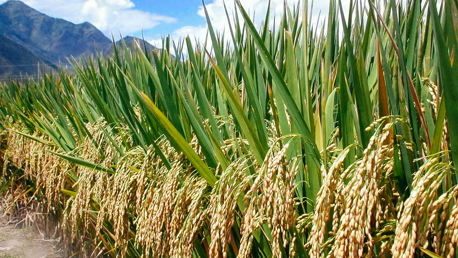 FG, UK To Boost Rice Production Through SRI