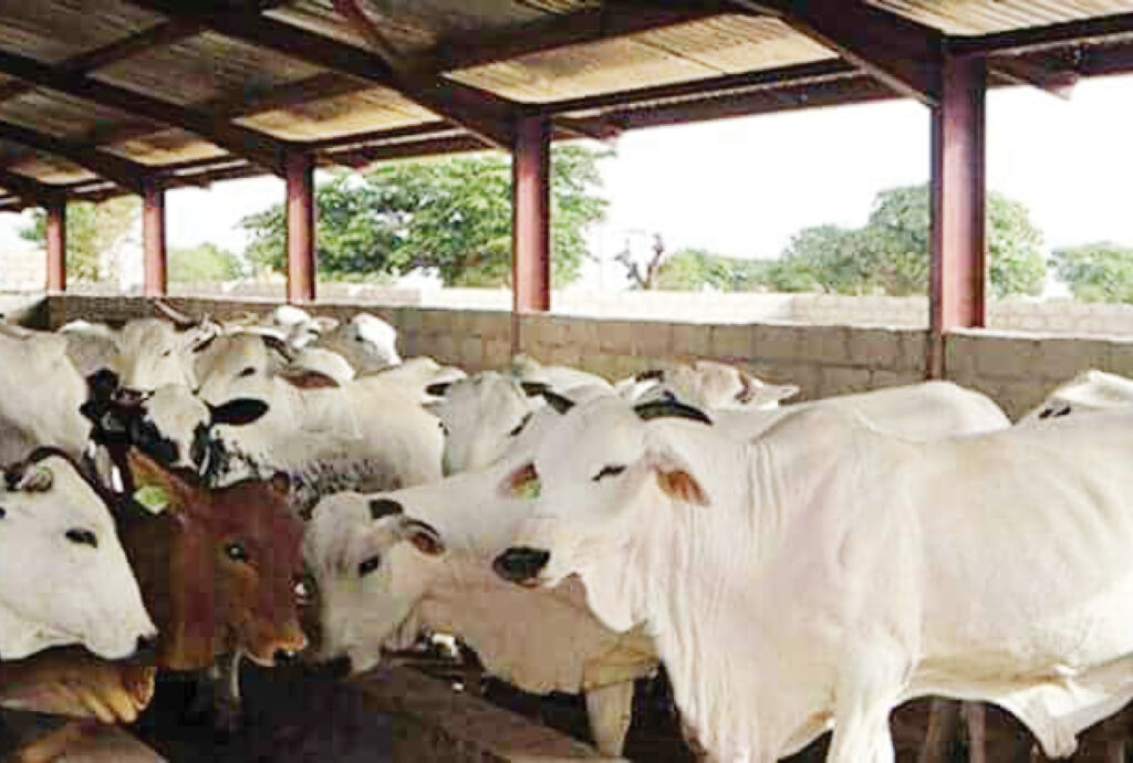 Insecurity Stalls N30bn Bobi Grazing Reserve Project In Niger